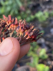 Haemodorum coccineum