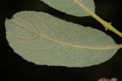 Salix bebbiana
