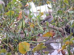 Amazonetta brasiliensis