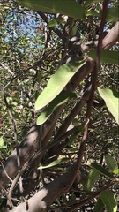 Baccharis salicifolia