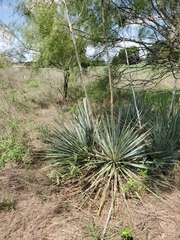 Yucca necopina