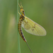 Mayflies - Photo (c) This Photo was taken by Böhringer Friedrich., some rights reserved (CC BY-SA)