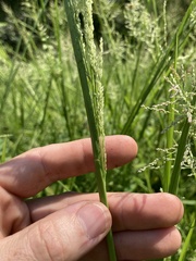Diplachne fusca