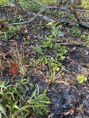 Haemodorum coccineum