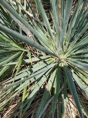 Yucca necopina