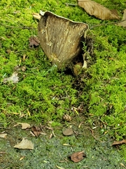 Russula brevipes