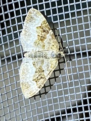 Epirrhoe alternata