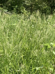 Diplachne fusca