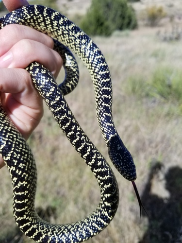 Speckled Kingsnake, Cimarron County, OK, USA, photo 9 of 10