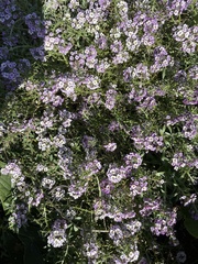 Lobularia maritima