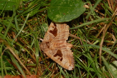 Phlogophora