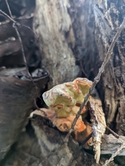 Laetiporus conifericola