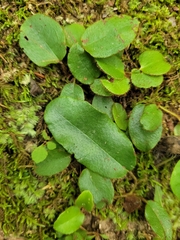 Epigaea repens