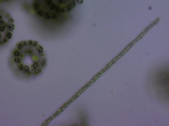 Planktothrix