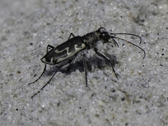 Cicindela hirticollis