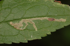 Phytomyza albiceps group