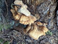 Laetiporus conifericola
