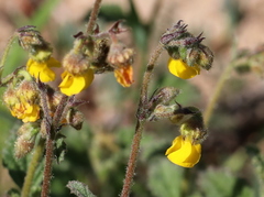 Hermannia multiflora