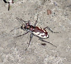 Cicindela lengi