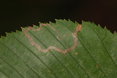Stigmella lemniscella