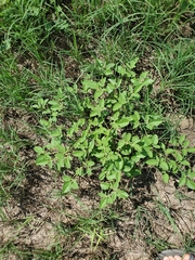Croton monanthogynus