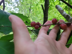 Disholcaspis globosa