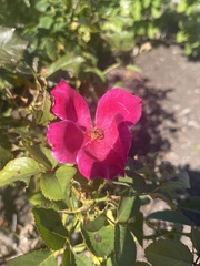 Rosa palustris