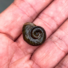 Planorbella trivolvis