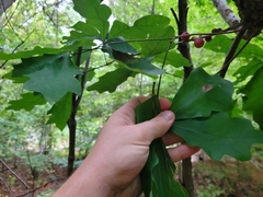 Disholcaspis globosa