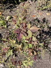 Rose rosette emaravirus