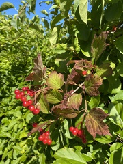 Viburnum opulus