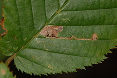 Stigmella betulicola