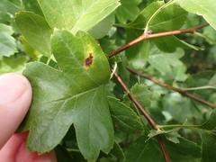 Gymnosporangium clavariiforme