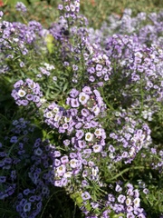 Lobularia maritima