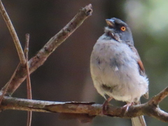 Junco phaeonotus