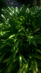 Agapanthus praecox