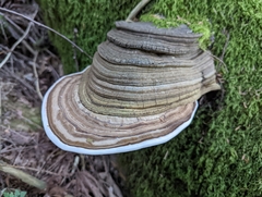 Ganoderma applanatum