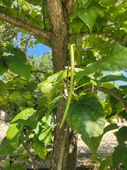 Catalpa