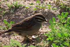 Emberiza capensis capensis