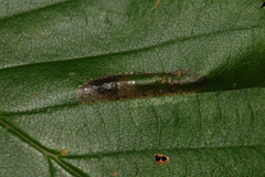 Gracillariidae