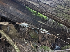Ganoderma applanatum
