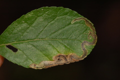 Phytomyza ilicis group