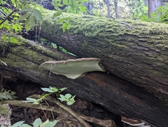 Ganoderma applanatum