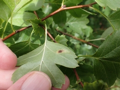 Gymnosporangium clavariiforme