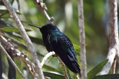 Thalurania glaucopis