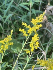 Solidago altissima