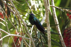 Thalurania glaucopis