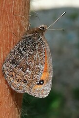 Erebia montanus