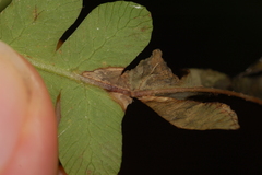 Chirosia filicis