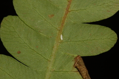 Chirosia filicis